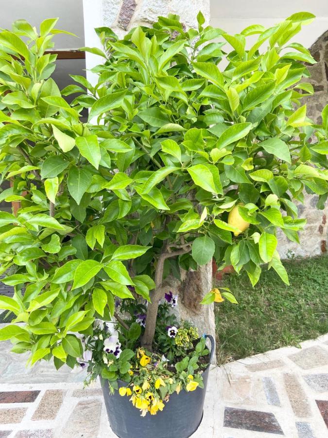 Casa De Vacanta Motata Novaci-Straini Ngoại thất bức ảnh
